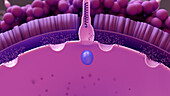 Sperm cell fertilising an egg cell, illustration