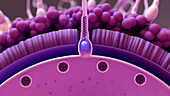 Sperm cell fertilising an egg, illustration