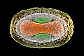 Monkeypox virus particle, illustration