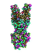 Multidrug transporter molecule, illustration