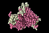 Rhodopsin molecule, illustration