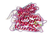 Rhodopsin molecule, illustration