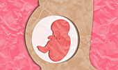 Pregnancy, illustration