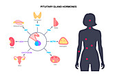 Pituitary gland hormones, illustration