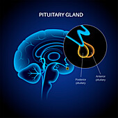 Pituitary gland anatomy, illustration