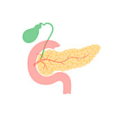 Pancreas and gallbladder, illustration