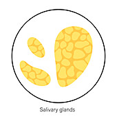Salivary glands, illustration