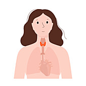Thyroid gland, illustration