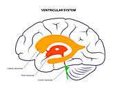 Ventricular system, illustration