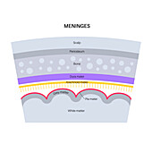 Meninges, illustration