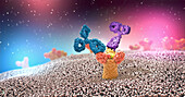 Antibodies attached to a receptor, illustration