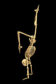 Human skeleton in yoga position, illustration