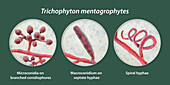 Fungi Trichophyton mentagrophytes, illustration