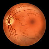 Eye retina,