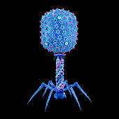 T4 bacteriophage, illustration