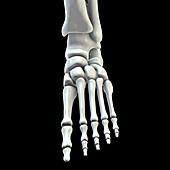 Human foot anatomy, illustration