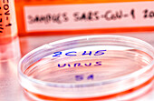 Coronavirus research, conceptual image