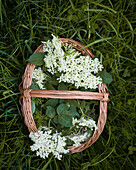 Elderflowers in a basket