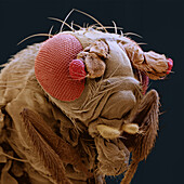 Ectopic eye mutant fruit fly, SEM