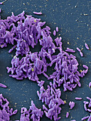 Chromobacterium vaccinii bacteria, SEM