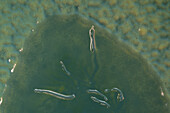 Amoeba fruiting bodies, light micrograph