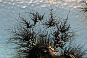 Amoeba and fungus, light micrograph