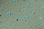 Trigeminal ganglion neurons, light micrograph