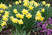 Daffodils (Narcissus), primroses (Primula acaulis) in a flowerbed