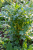 Baldrian (Valeriana officinalis)