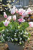 Tulpe 'Marilyn' (Tulipa), Hornveilchen (Viola cornuta) im Topf