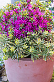 Japanische Azalee (Azalea, Rhododendron obtusa) 'Favorite', Euphorbia 'Ascot Rainbow'