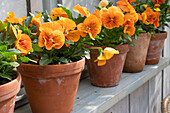 Stiefmütterchen (Viola wittrockina) 'Cats orange' in Blumentöpfen am Fensterbrett