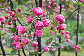 Pink flowering ornamental apple 'Brandy magic' (malus)