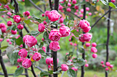 Pink blühender Zierapfel 'Brandy magic' (malus)