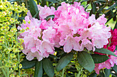 Rhododendron flower, (Rhododendron yakushimanum)