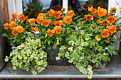 Pansy (Viola wittrockina) 'Cats orange', white ground ivy (Glechoma hederacea), Herb robert (Geranium robertianum) in window box