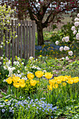 Blumenbeet mit Tulpe 'Strong Gold' (Tulipa), Vergissmeinnicht (Myosotis), Sommerflieder Viburnum carlesii