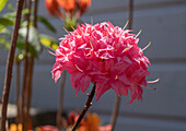 Sommergrüne Azalee 'Homebush', (Rhododendron luteum)