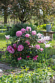 Rhododendron Yakushimanum und Tulpe 'Marilyn', (Tulipa) im Garten