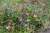 Blumenwiese mit Bienenweide, Leimkraut, Kornblumen, Wilde Möhre