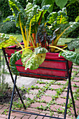 Rainbow Swiss Chard 'Bright lights' in a plant bag with stand