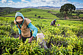 Tea harvest in Sahambavy
