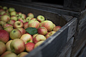 Freshly harvested apples in a wooden crate