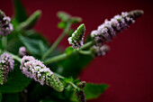 Flowering mint (Mentha), detail