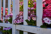 Blühende Hortensien am Zaun (Hydrangea)