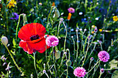 Poppy blossom in the meadow (Papaver)