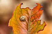 Eine gelbe Bänderschnecke auf einem angefressenen Herbstblatt, (Cepaea)