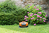 Blühende Hortensie und Mähroboter im Garten (Hydrangea)