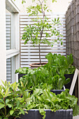 Pflanzenkästen mit Salat auf der Terrasse