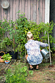 Gartenarbeit: Frau gießt Tomatenpflanzen an Holzwand